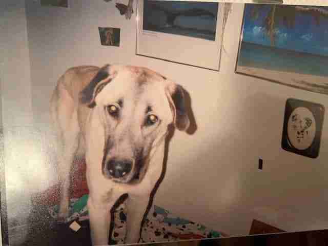 Why Choose Anatolian Shepherd Dog
