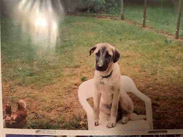 Fawn Anatolian Shepherd puppy sitting on a white plastic yard chair in a yard with the tail end of a red chicken in the corner.