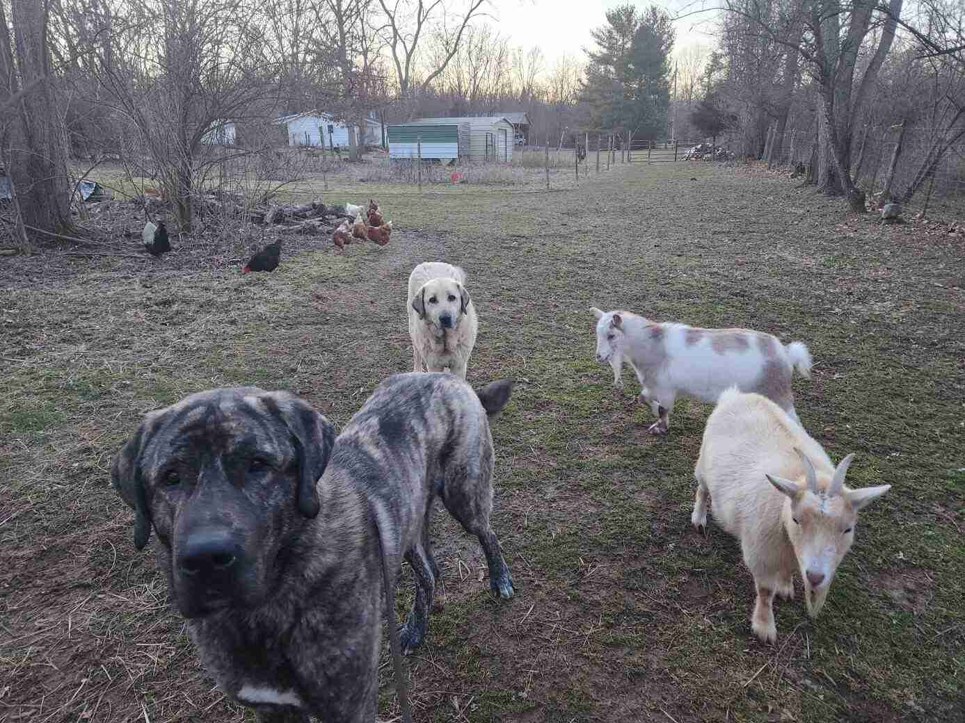 one brindle and one fawn anatolian shepherd dogs with a brown and white nigerian dwarf goat and a tan nigerian dwarf goat
