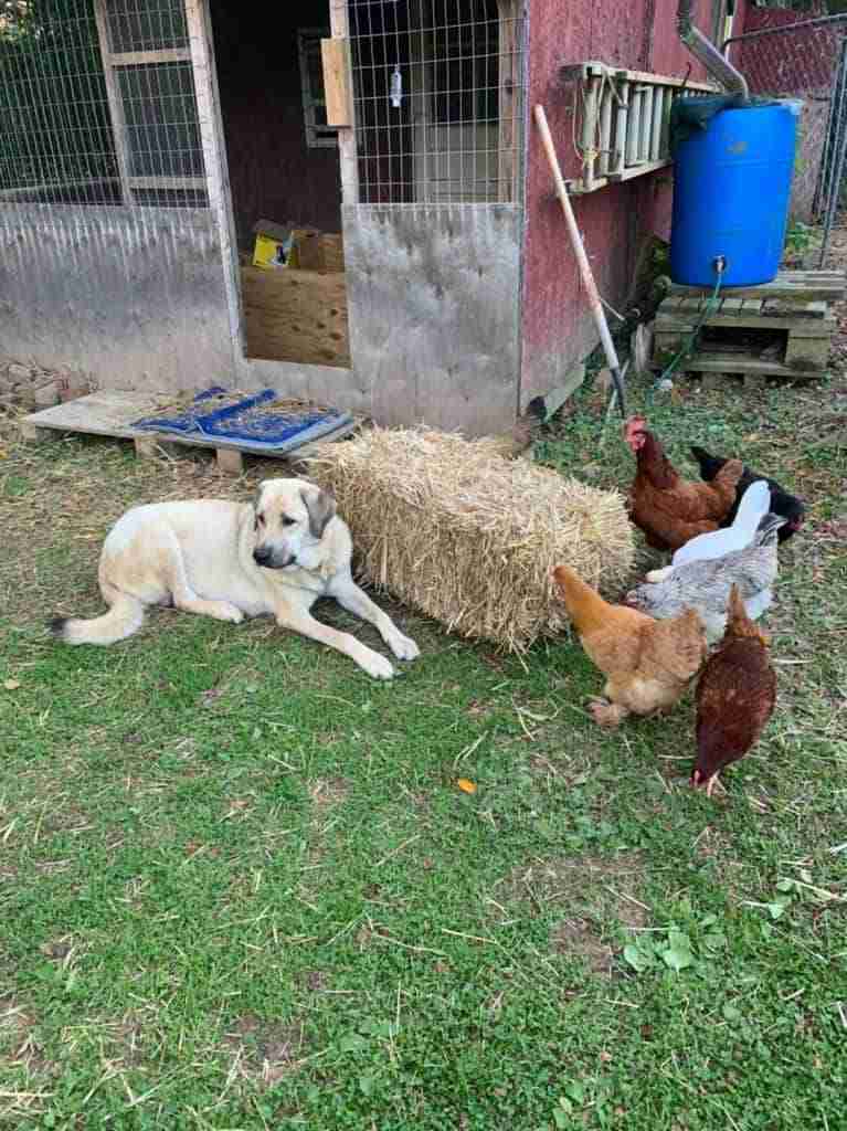 Fawn Anatolian Shepherd laying in front of straw bale with chickens next to it. chicken coop behind them and a blue rain barrel.
