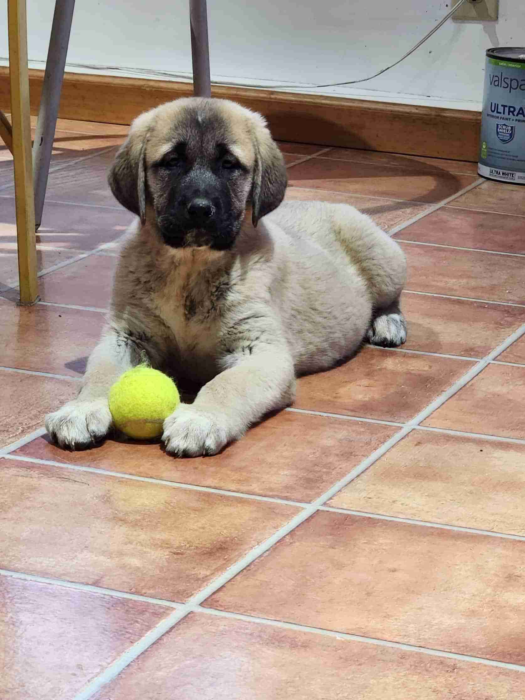 Fawn Anatolian Shepherd Puppy laying on tile floor with tennis ball between her front paws.