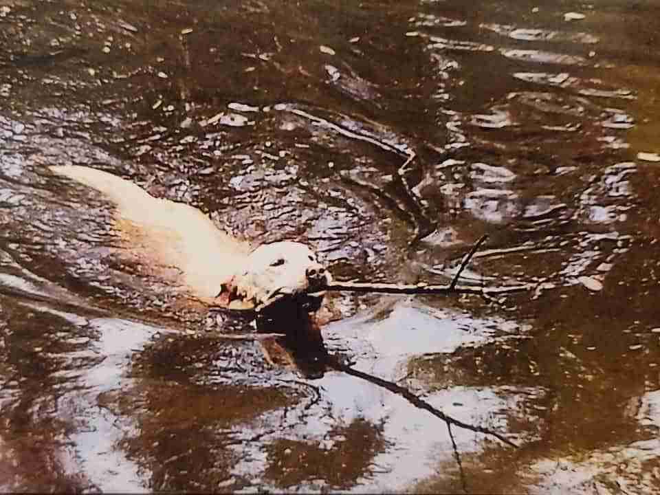 Yellow Lab swimming in a pond with a stick in her mouth