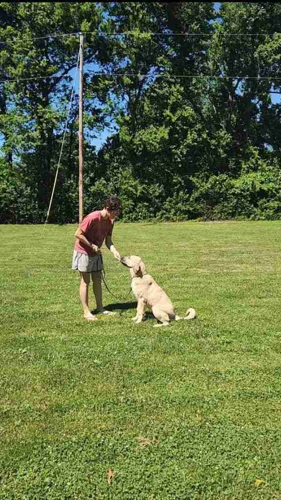 Woman standing in front of an anatolian shepherd puppy giving a treat. Green grass surrounded by woods.