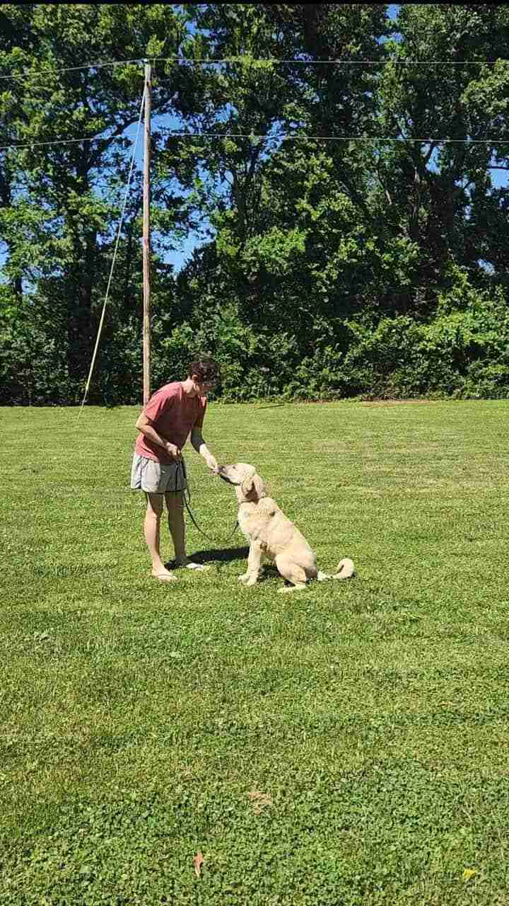 Woman standing in front of a sitting anatolian shepherd in a green field surrounded by woods