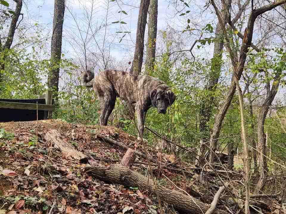 Dark brindle Anatolian Shepherd Dog standing on a hill in the woods