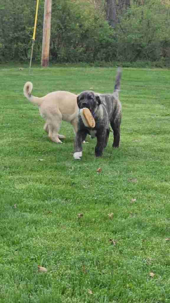 Brindle Anatolian Shepherd puppy running in green grass with a brush in his mouth