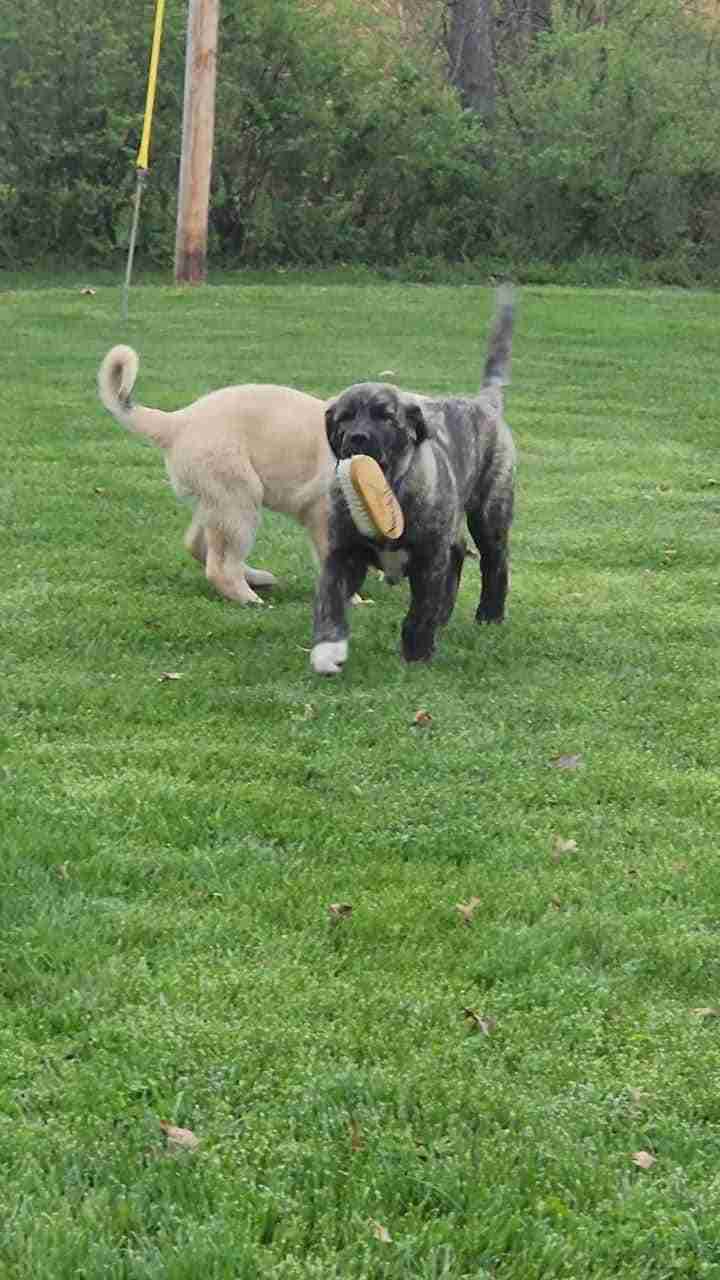 Brindle Anatolian Shepherd puppy running in green grass with a brush in his mouth