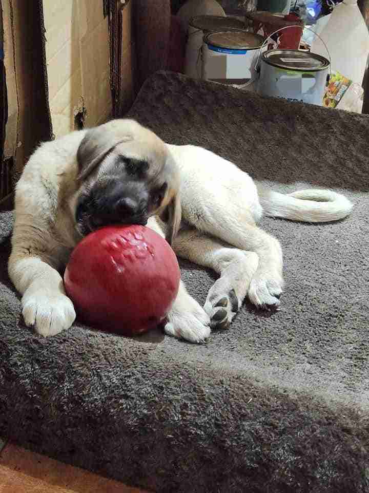 Fawn Anatolian Shepherd Puppy chewing a red ball on a brown dog bed.