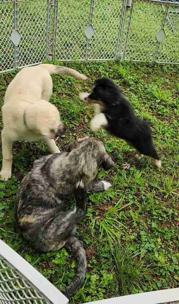 fawn anatolian shepherd puppy playing with a brindle anatolian shepherd puppy and an Australian shepherd puppy jumping in to play.