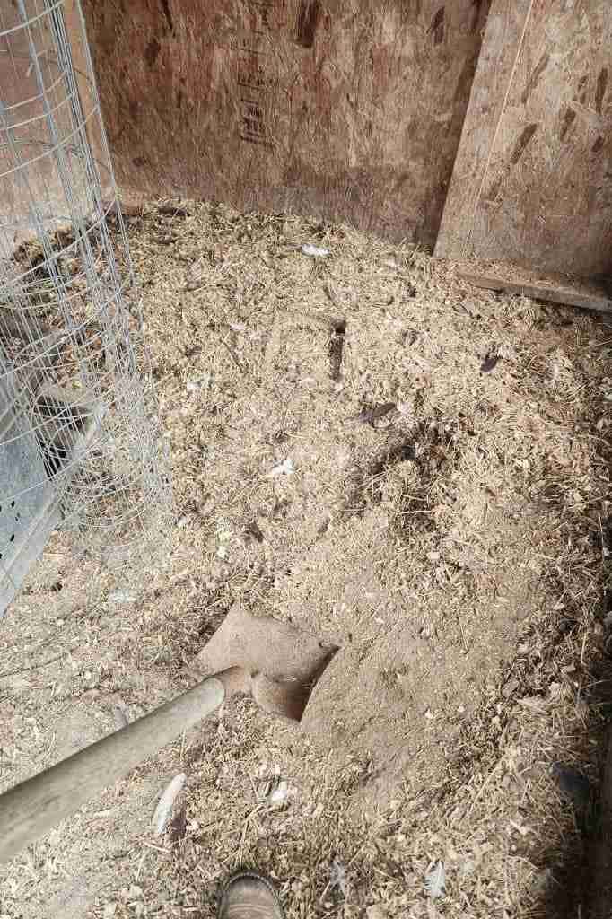 Deep litter chicken coop bedding being cleaned with shovel