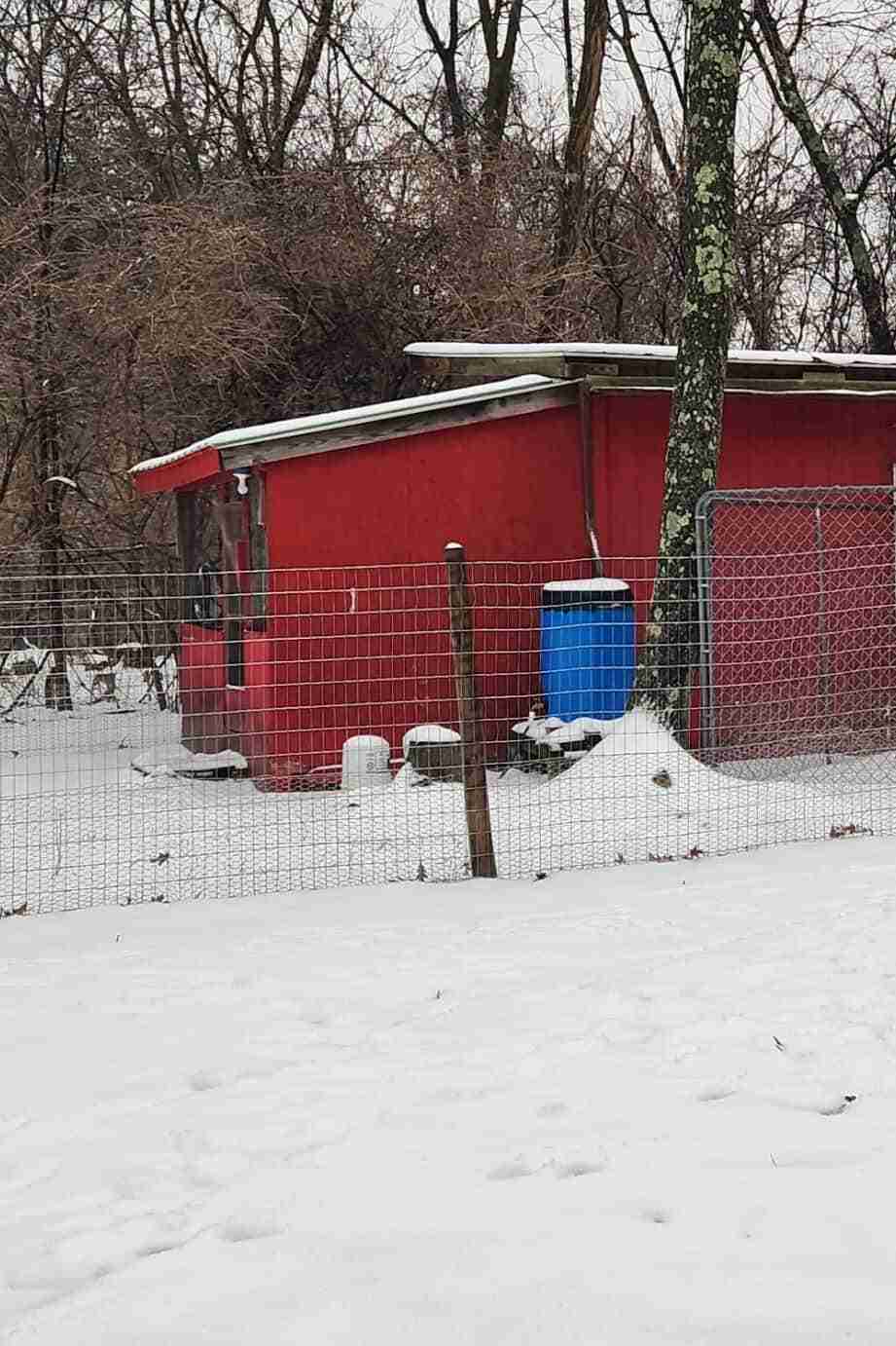 Red chicken coop with blue rain barrel surrounded by snow