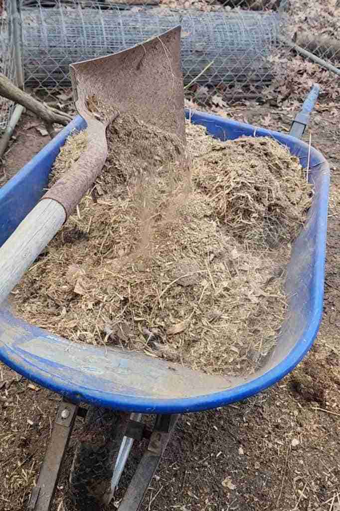 Deep litter chicken coop bedding being put in blue wheelbarrow with shovel