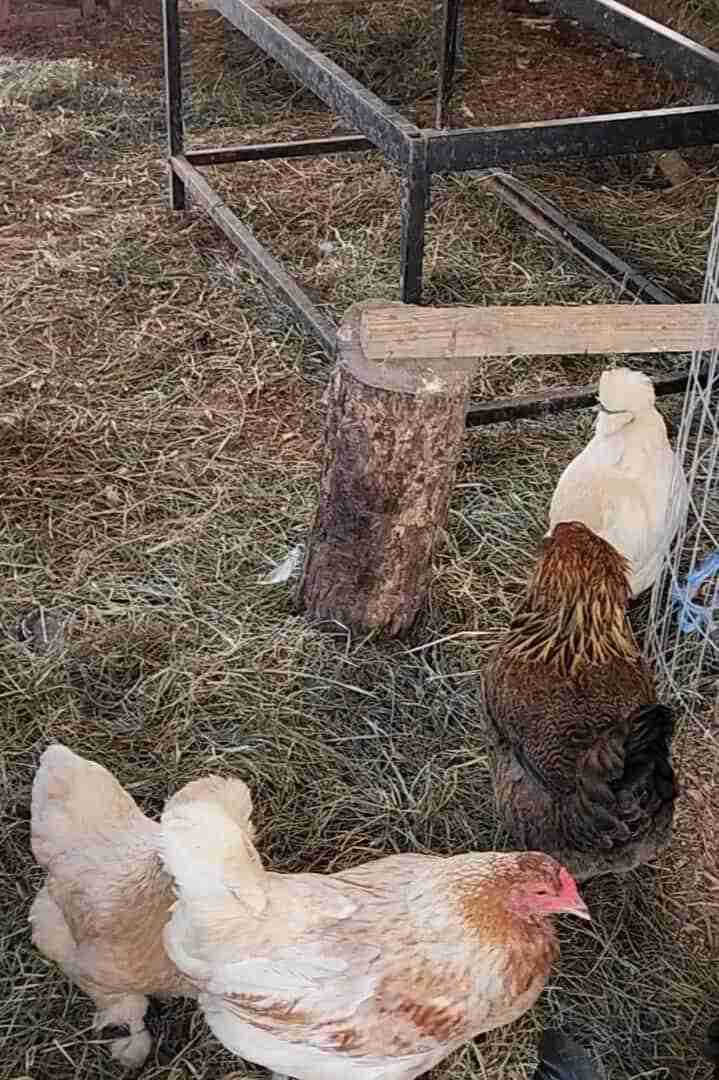 Deep litter chicken bedding with three white chickens and one brown and black chicken.