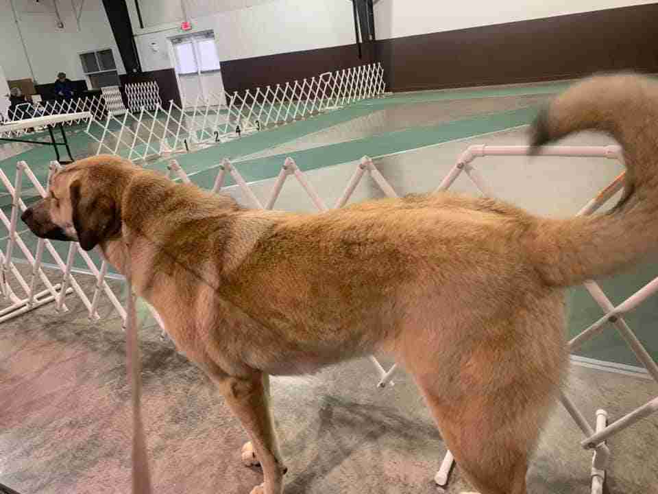 Fawn Anatolian Shepherd Dog on a leash and collar standing inside by a dog show ring