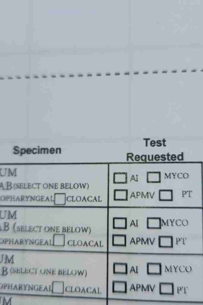 Picture of testing paperwork to find out why are my chickens sneezing? top says in black printed ink: Specimen and to the right Test Requested. Under Specimen is a (select one below) opharyngeal with a box to select and cloacal. Under Test Requested are 4 boxes available to check: AI; MYCO; APMV; PT