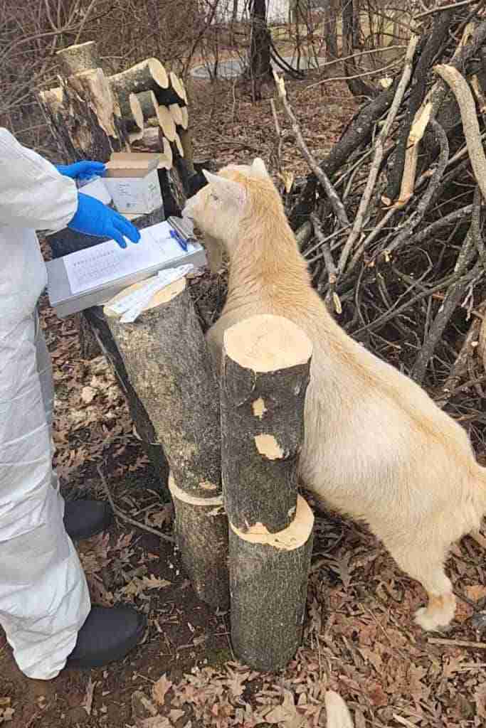 Brown goat standing up on her hind legs trying to look at a silver clipboard with white papers on it for testing sitting on some cut logs that are turned upright and double stacked and used as a table for the testing supplies. Testing supplies are cotton tipped applicators in sterile paper wrapping and a white cardboard box with test tubes. Man in white hazmat suit and blue rubber gloves poised above the paperwork so the goat doesn't knock it over. Stick pile in the background