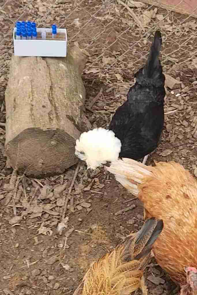 A white crested black polish chicken and the tail of a brown chicken in the corner of the picture. Standing on mulch next to a log with a white cardboard box with 14 clear plastic test tubes with blue plastic tops plus one test tube without a top.