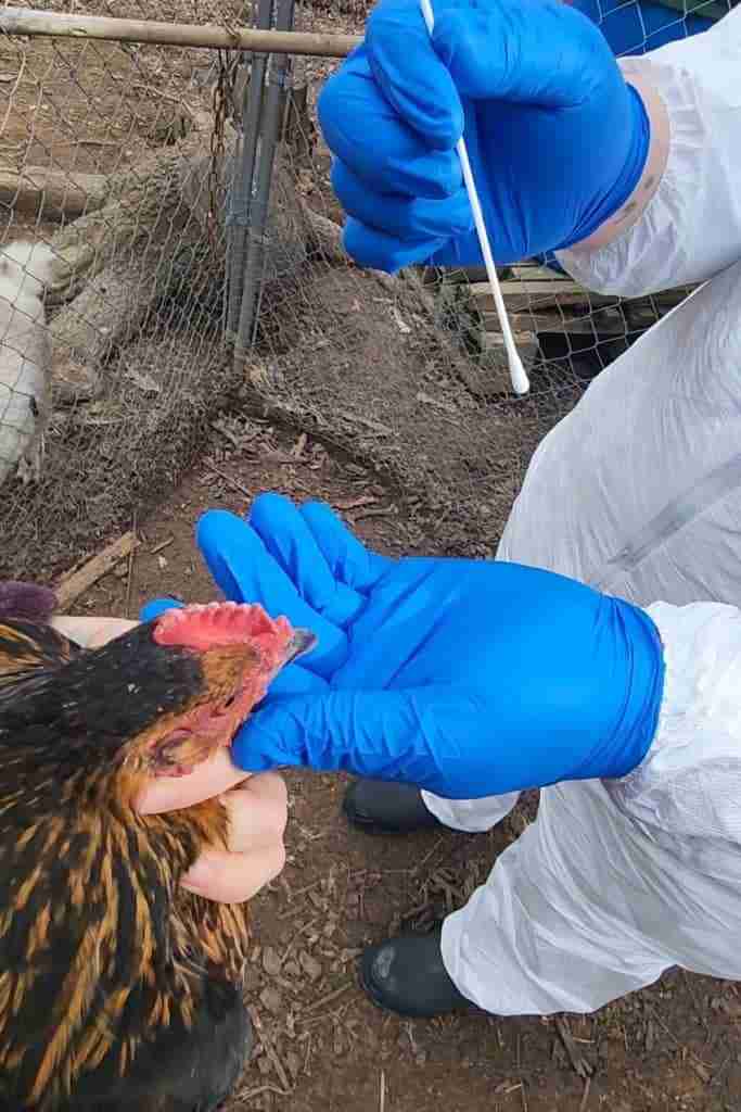 Brown and black chicken being held to find out why are my chickens sneezing? (neck up only pictured) with a bare hand. Blue rubber gloved hand supporting the black beak while other blue gloved hand comes from above with white cotton tipped applicator. You can only see the torso and legs of the gloved man wearing a white hazmat suit. Background shows dirt and mulched ground with chain linked fence and the hind end of a white and brown goat outside the fence.