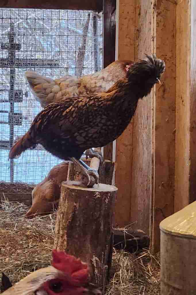 Golden laced polish chicken standing on a roost with a white and light brown chicken behind it on the roost. Light brown chicken on floor of coop behind the roost. Red comb of rooster and eye in very front of picture photo bombing
