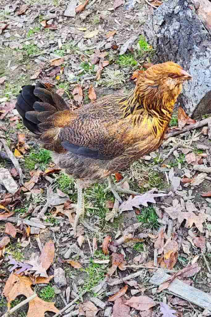 Young Easter Egger Chicken. Orange/yellow head and neck with some black feathers. Brown feathers with black striping accents. Grey legs. Standing outside by cut wood; leaves and woodchips around the ground and a little green grass.