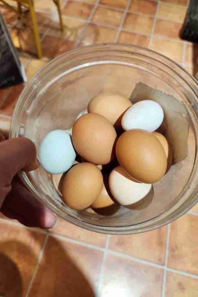 My hand holding a clear plastic container with about 10 eggs in it above an orange/brown tiled floor. Eggs range from dark brown to light brown, to white, and on light blue egg.