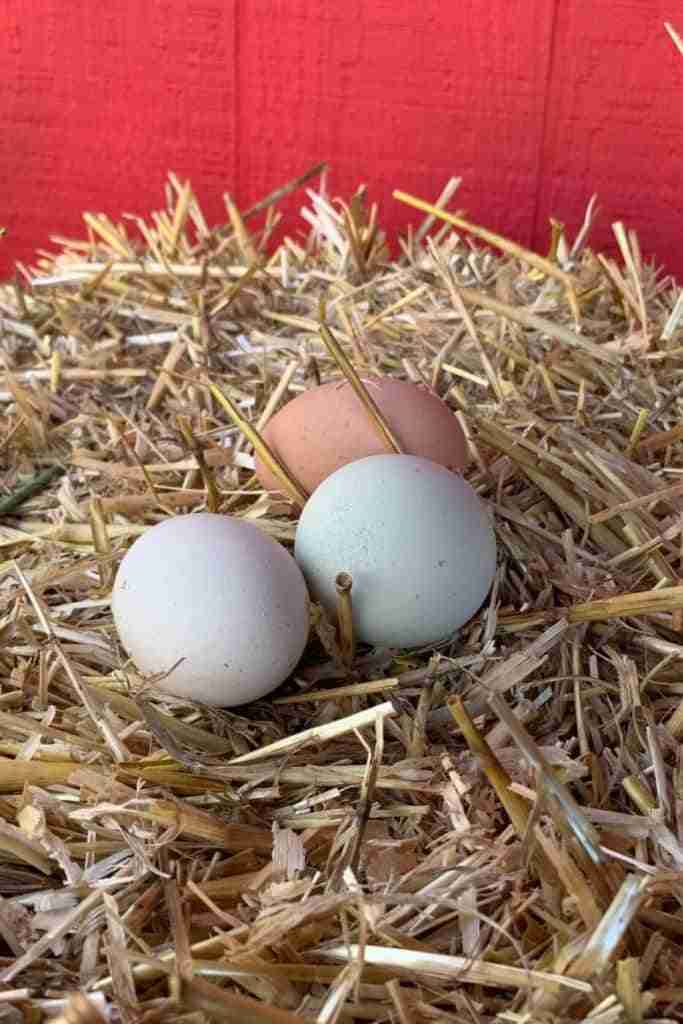 3 eggs sitting on yellow straw in front of a red wall. One egg is light brown with dark brown speckles. One egg is a very light pastel blue with some darker blue speckles. One egg is white with some brown speckles (probably just dirt on that one!)