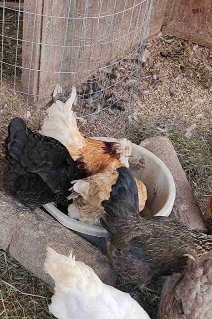 3 chickens (one black; one light brown; and one reddish brown and white) eating out of a tan plastic tub. 2 wood logs are sandwiching the tub so it doesn't flip) 3 tails of other chickens going out of the picture (one white; one brown and black; and one grey).