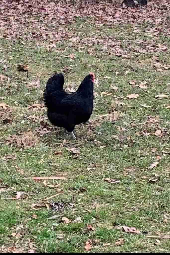 Why are my chickens sneezing? Healthy looking black chicken standing in green grass with brown fallen leaves around.