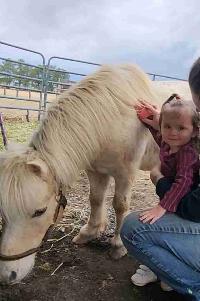 Ride with Z Pony Lessons Z working to build confidence in children with a child curry combing a pony in Winchester, VA with a red curry comb. Cream pony with fluffy forelock and mane. Wearing a brown leather halter. Small child maroon long sleeve shirt and brown hair pulled up in a pony tail on top of her head. Woman with dark brown hair supports child. Everyone standing in some dirt patches and hay and a little gravel on the ground. Behind are a series on smaller paddocks with dirt ground sectioned off with blue cattle panels.