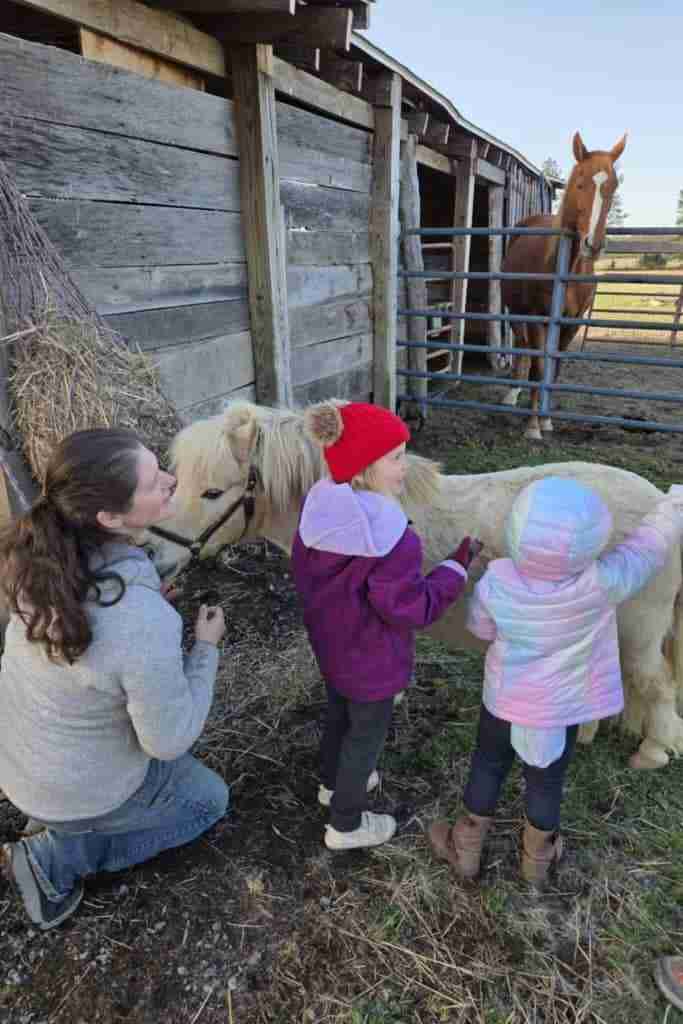 Cream colored pony with fluffy mane and forelock and dark eyes; wearing a brown leather halter. Being groomed by two children. At the pony's front a white woman with dark brown hair in a ponytail and light grey sweatshirt and blue jeans is kneeling. The one child is at the pony's shoulder and is smiling looking to the side; wearing a red toboggan with brown puff on top. a dark purple coat with a light purple hood; dark grey pants and white shoes. Other child has back to the camera and is wearing a pastel multicolored coat with the hood up and jeans and brown boots reaching back while brushing on the hindquarters. Opposite of them and facing the camera behind a blue cattle panel is a chestnut horse with white blaze with his head over the cattle panel watching them.