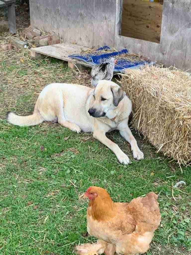Fawn Anatolian Shepherd Dog laying down in short green grass with her shoulders leaned back against a straw bale. Infront of her is a light brown hen with feathery feet and small red comb. Behind the fawn ASD is another chicken facing away; it has black and white tail feathers. There is a small wood step with blue mat on it in from of a wood wall and opening only showing more wood grain inside.