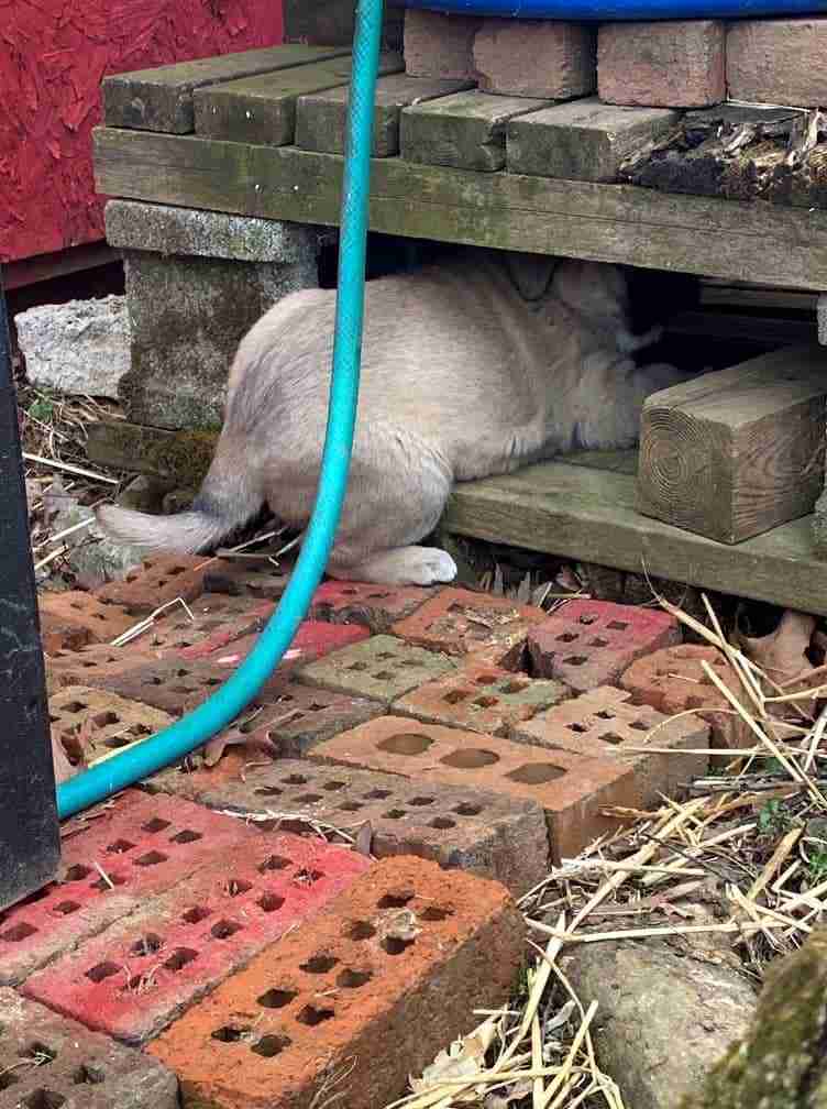1 Fawn colored Anatolian Shepherd puppy with just his hind end showing out from a little space made of wood and cider blocks under a blue rain barrel and green hose coming off of it. Right rear paw is out on brick patio in front of rain barrel.