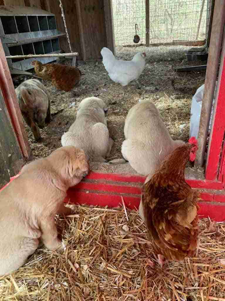 How to train an Anatolian Shepherd during the sensitive period doorways. 1 fawn colored Anatolian Shepherd (ASD) puppy sitting in straw next to a Rhode Island Red Laying Hen with their backs to the camera looking through a doorway into a chicken coop. 2 other fawn ASDs one sitting in the doorway and one laying just inside the doorway looking at a white laying hen; a red laying hen; and a brown laying hen. Brindle puppy walking toward the hens in the coop. Metal 10 box laying box in the coop and a wooden swing.