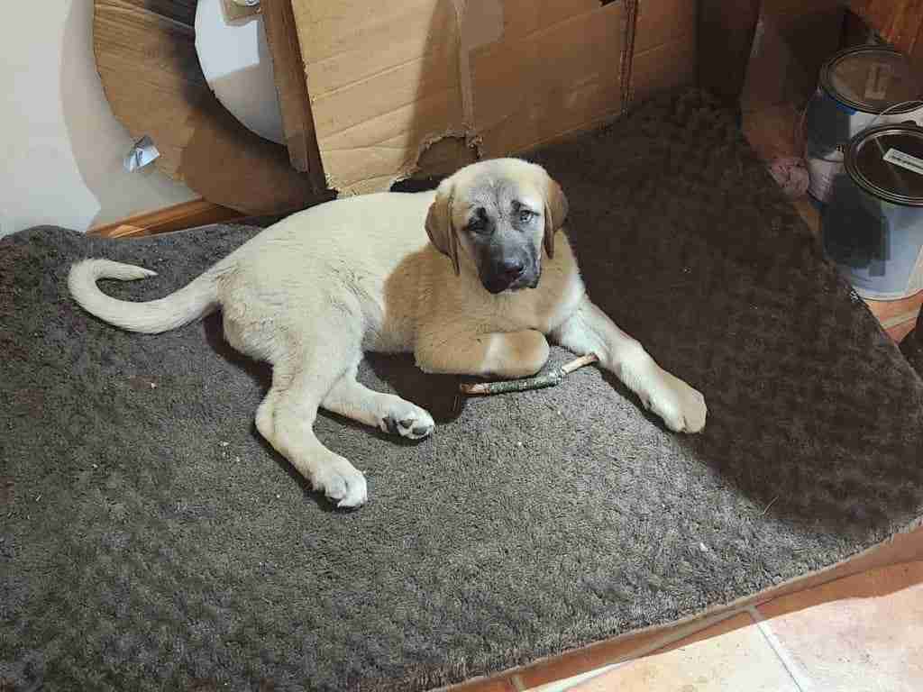 1 fawn colored Anatolian Shepherd puppy laying on a dark brown dog bed on light colored tile floor with a stick between her front paws. Behind her are some various brown cardboard pieces against a white wall. To the right are some paint cans.