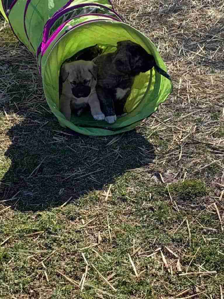 1 Fawn colored Anatolian Shepherd Puppy and one brindle with a white patch on his chest sitting in the front of a green cloth kids tunnel on sparse green grass and some straw surrounding them.