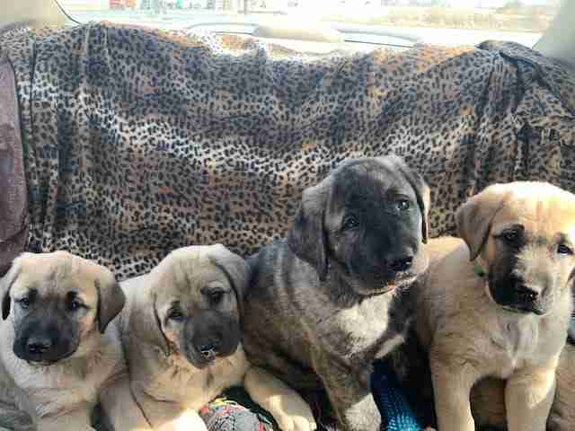 How to train an Anatolian Shepherd during the sensitive period. 2 fawn Anatolian shepherd puppies laying on a leopard print blanket in a car’s back seat next to 2 sitting Anatolian shepherd puppies. One is fawn and one is black brindle. There is a blue teething toy next to the black brindle puppy.