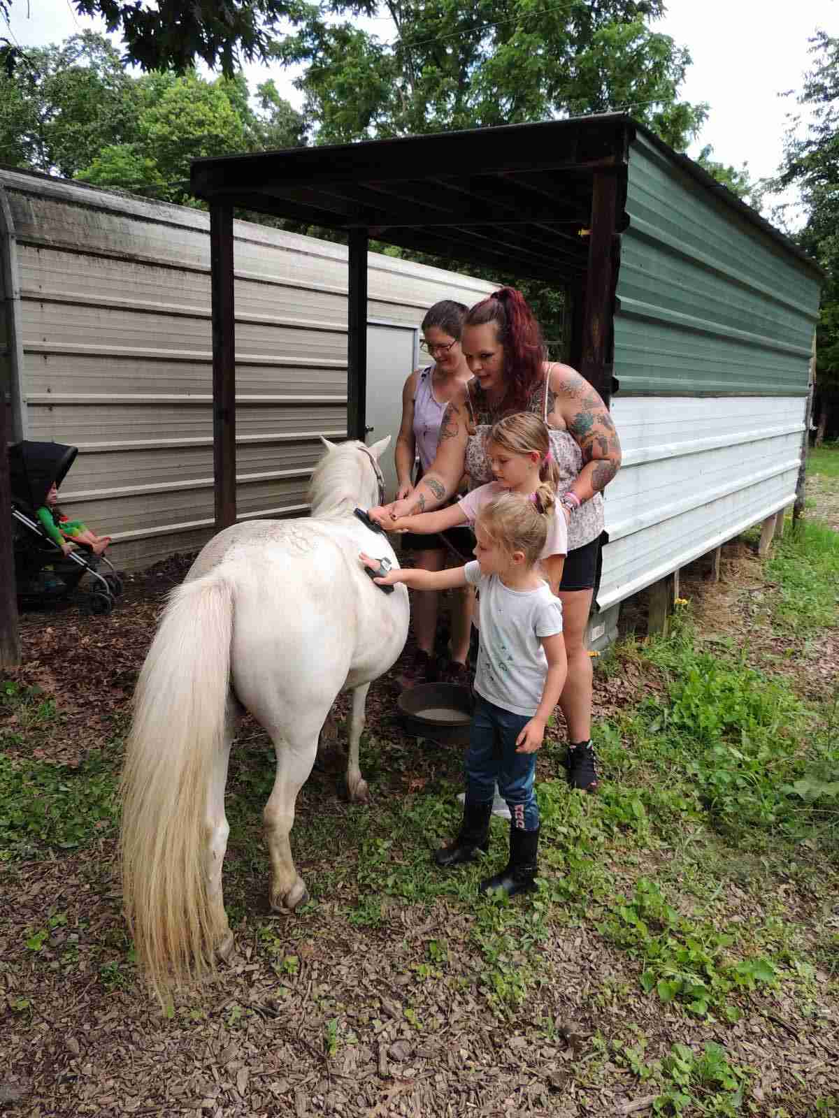 White pony (Zony) standing being groomed by two blond girls in dark pants and black boots. Two white women with hair pulled back standing that the front of the pony. Light brown metal shed in the background and green and white metal run in in background. Stroller with child sitting in it by metal shed.