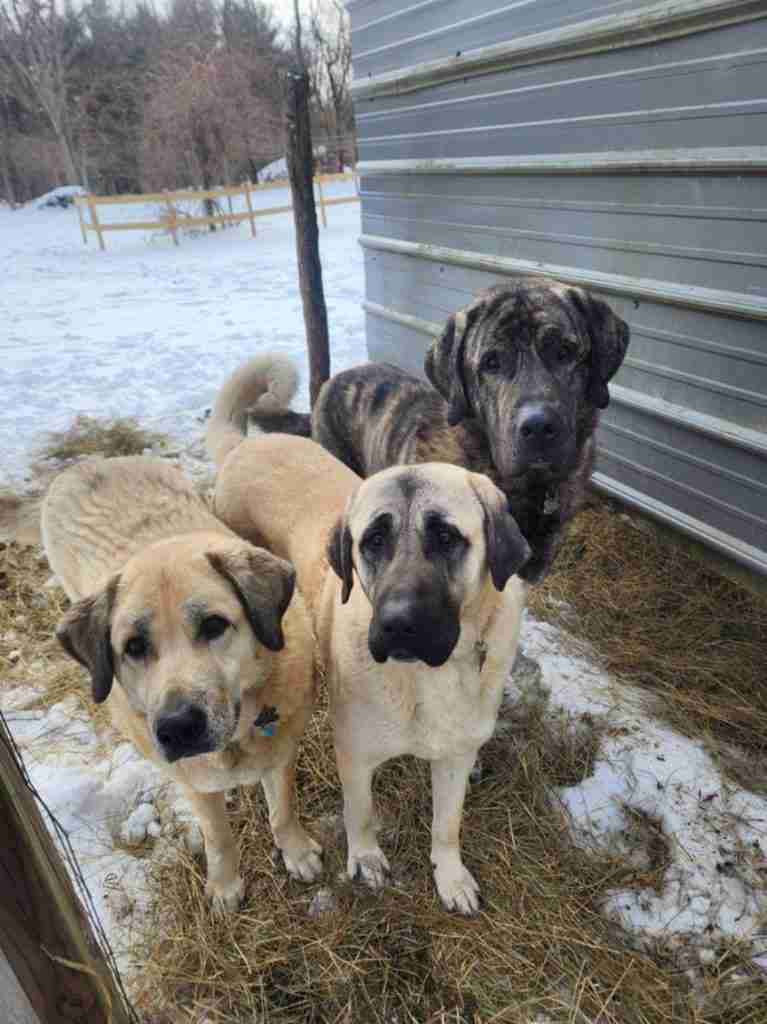 2 fawn Anatolian Shepherd Dogs and one black brindle Anatolian Shepherd with a snowy field in the background.
