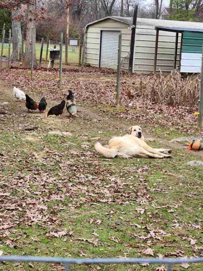 Fawn Anatolian Shepherd Dog laying in front of a number of different colored chickens in sparse grass in front of a white metal shed.