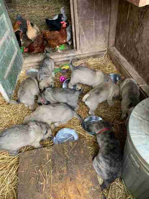 Anatolian Shepherd Puppies in with chickens in coop.