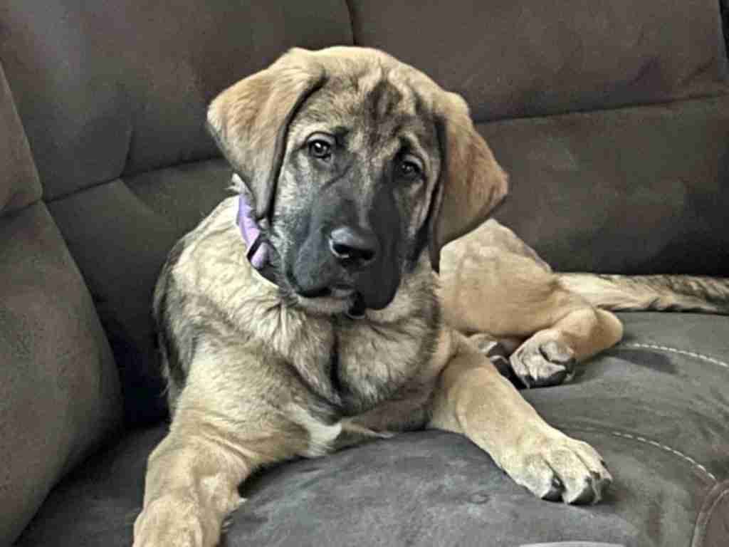 gray fawn anatolian shepherd puppy laying on a gray couch