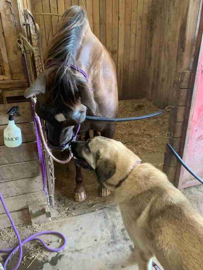 Fawn Anatolian Shepherd Dog nose to nose with a brown horse with white star in a stable.