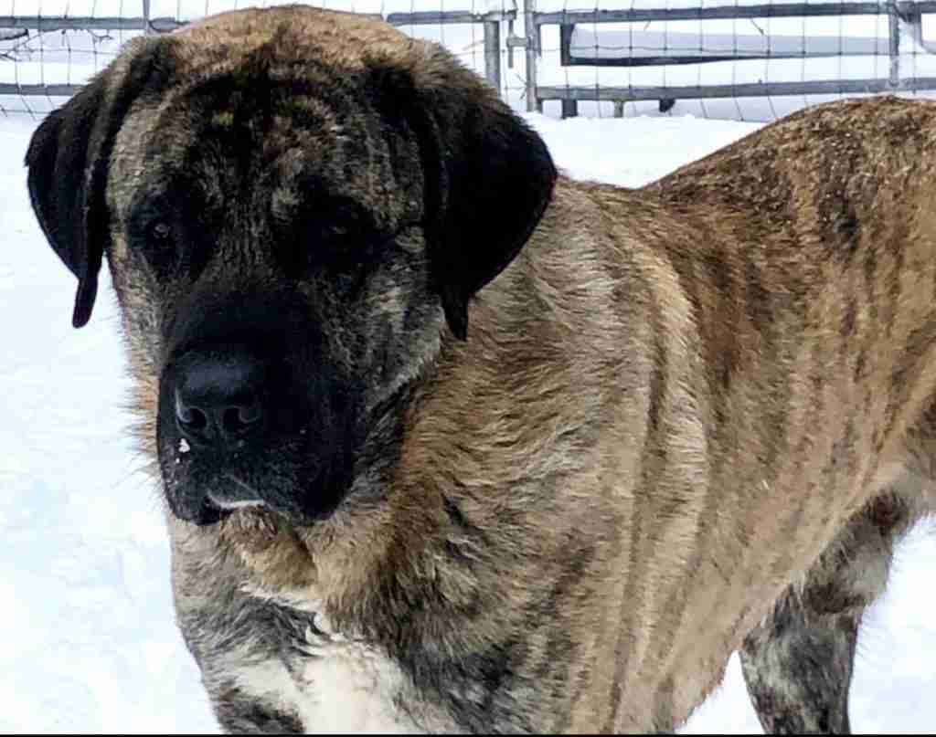 Black mask brindle anatolian shepherd dog with white chest standing in the snow