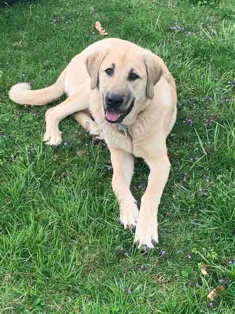 Fawn Anatolian Shepherd puppy laying in grass.