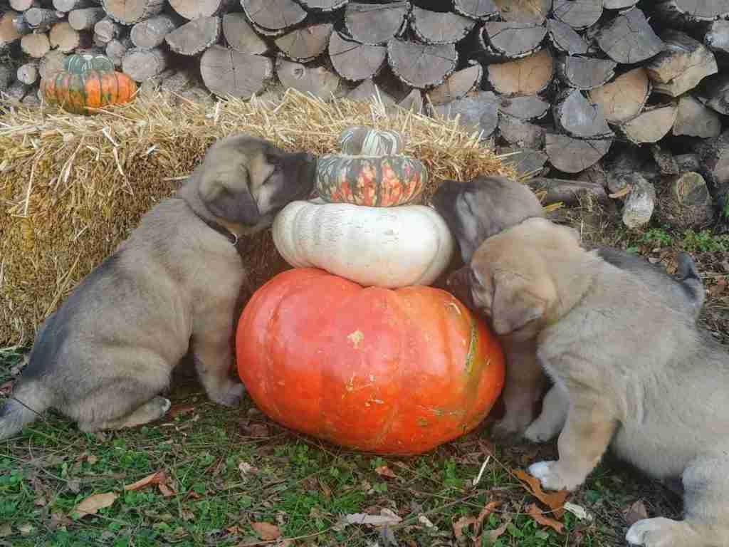 3 fawn anatolian shepherd puppies sitting around a stack of 3 pumpkins in front of a straw bale and woodpile.