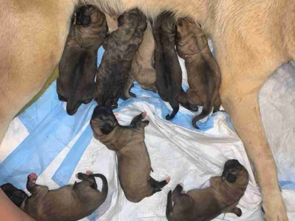 2 day old anatolian shepherd puppies. Some nursing on fawn dam and some sleeping on puppy pads in front.