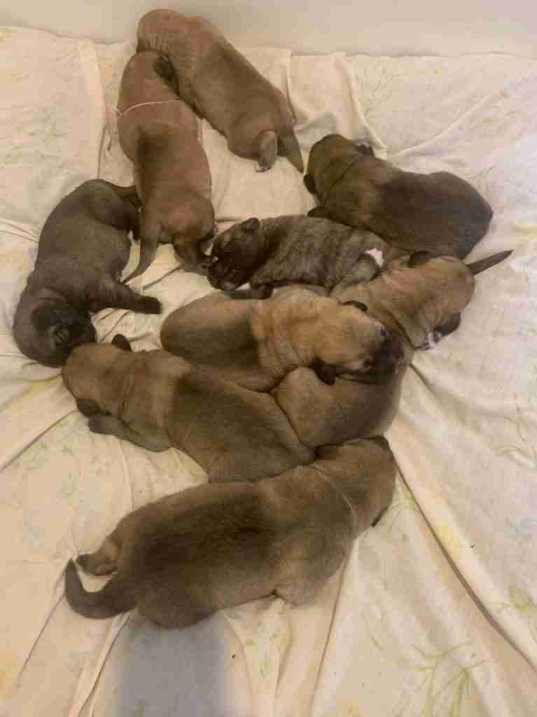 9 anatolian shepherd puppies on a white sheet.