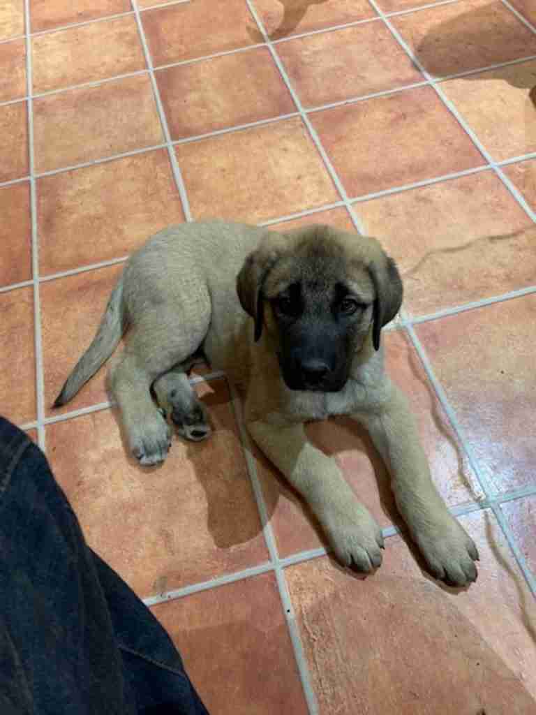 black mask fawn anatolian shepherd puppy laying on terracotta colored tile.