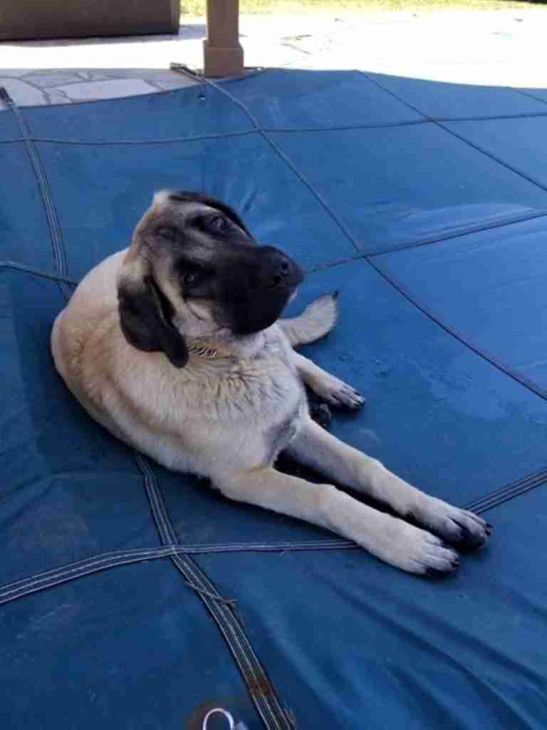 black mask fawn anatolian shepherd puppy laying on a blue pool cover on a pool patio.