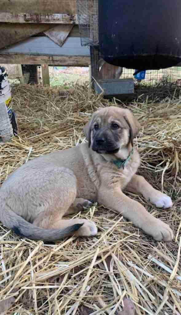 fawn anatolian shepherd puppy laying in straw with rabbit cages behind him